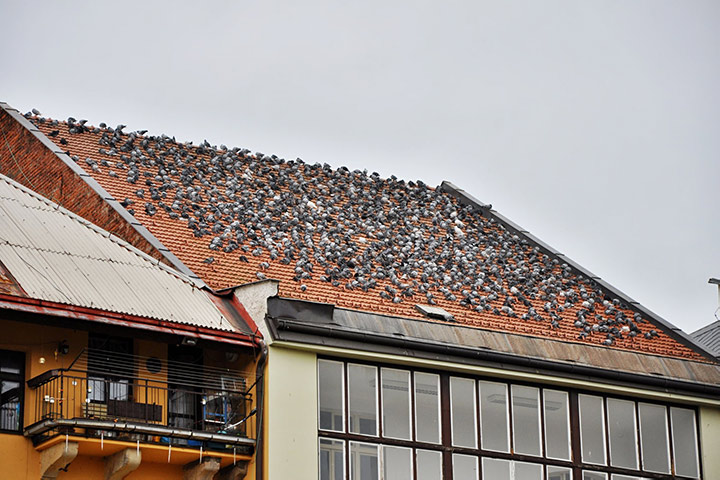 A2B Pest Control are able to install spikes to deter birds from roofs in Gateshead. 