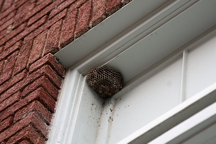 We provide a wasp nest removal service for domestic and commercial properties in Gateshead.
